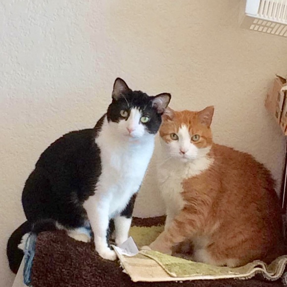 Meet your Posher, Kelly - Picture 1 of 2